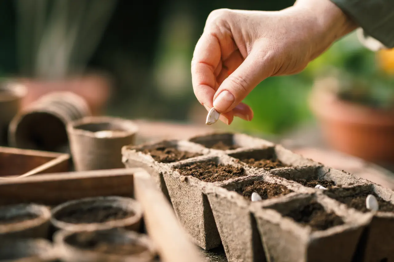 Seed Sowing For Beginners: A Step-By-Step Guide